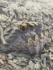 Hippopus hippopus