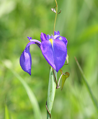 Iris ensata