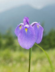 Iris ensata