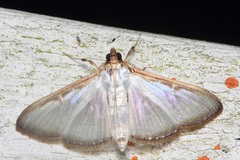 Cydalima pfeifferae