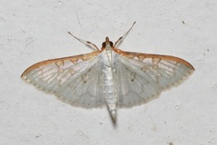 Palpita annulifer