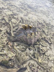 Hippopus hippopus