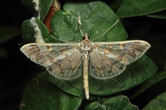 Polythlipta