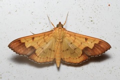 Meroctena tullalis