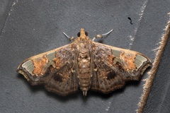 Chrysothyridia triangulifera
