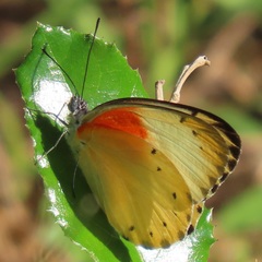 Belenois thysa thysa