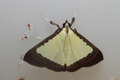 Pitama hermesalis