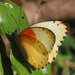 Belenois thysa thysa