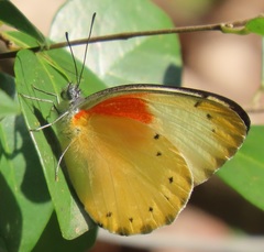 Belenois thysa thysa