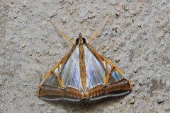 Agrioglypta eurytusalis