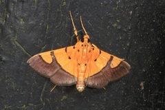 Endocrossis flavibasalis