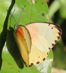 Belenois thysa thysa