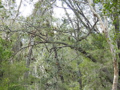 Banksia integrifolia compar