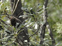 Banksia integrifolia compar