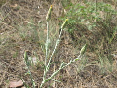 Tragopogon ucrainicus