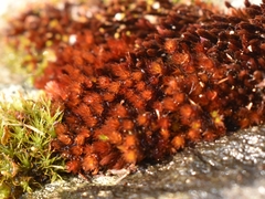 Imbribryum alpinum
