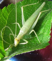 Oecanthus exclamationis