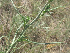 Tragopogon ucrainicus