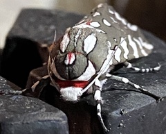 Arachnis dilecta