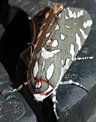 Arachnis dilecta