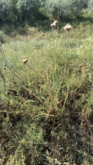 Carduus hamulosus