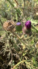 Carduus hamulosus