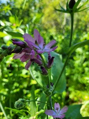 Sidalcea oregana calva