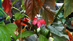 Begonia lucerna