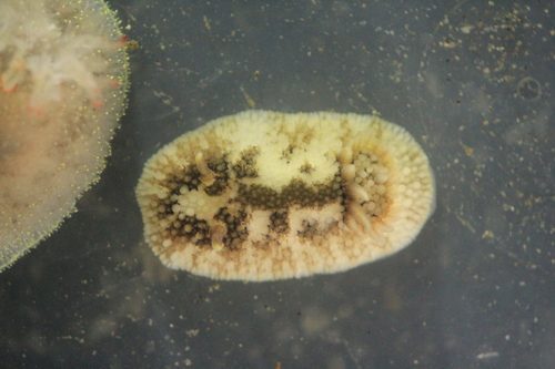 barnacle-eating dorid