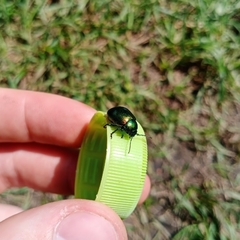 Chrysolina graminis