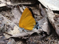 Pseudotajuria donatana