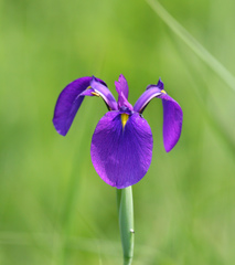 Iris ensata