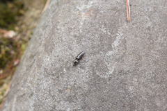 Hemicrepidius secessus