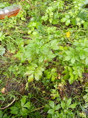 Agrimonia pilosa