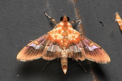 Aetholix flavibasalis
