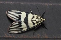 Heortia vitessoides