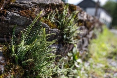 Asplenium trichomanes