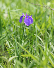 Iris ensata