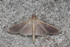 Coptobasis