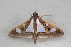 Glyphodes bivitralis