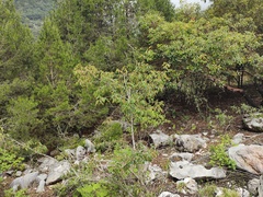 Prunus serotina capuli