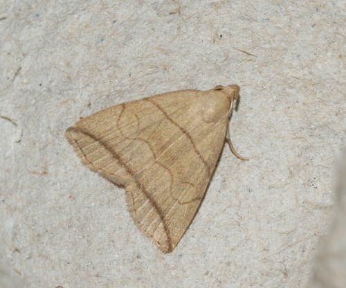 Small Fan-foot, 6721 Bennekom, Nederland, photo 6 of 10