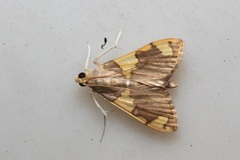 Rehimena phrynealis
