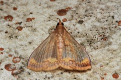 Clupeosoma