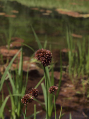 Juncus saximontanus
