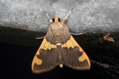 Rehimena phrynealis