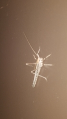 Capnobotes occidentalis