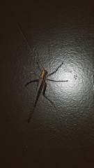 Capnobotes occidentalis