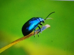 Agelastica alni