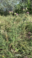 Cirsium ciliatum